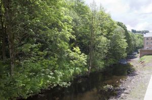 woodland view 6 sm.jpg